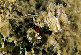  Nembrotha guttata (Sea Slug)